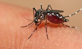 Un equipo científico de tres universidades diseña una novedosa plataforma para detectar dengue