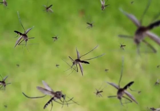 Invasión de mosquitos: ¿consecuencia del cambio climático?